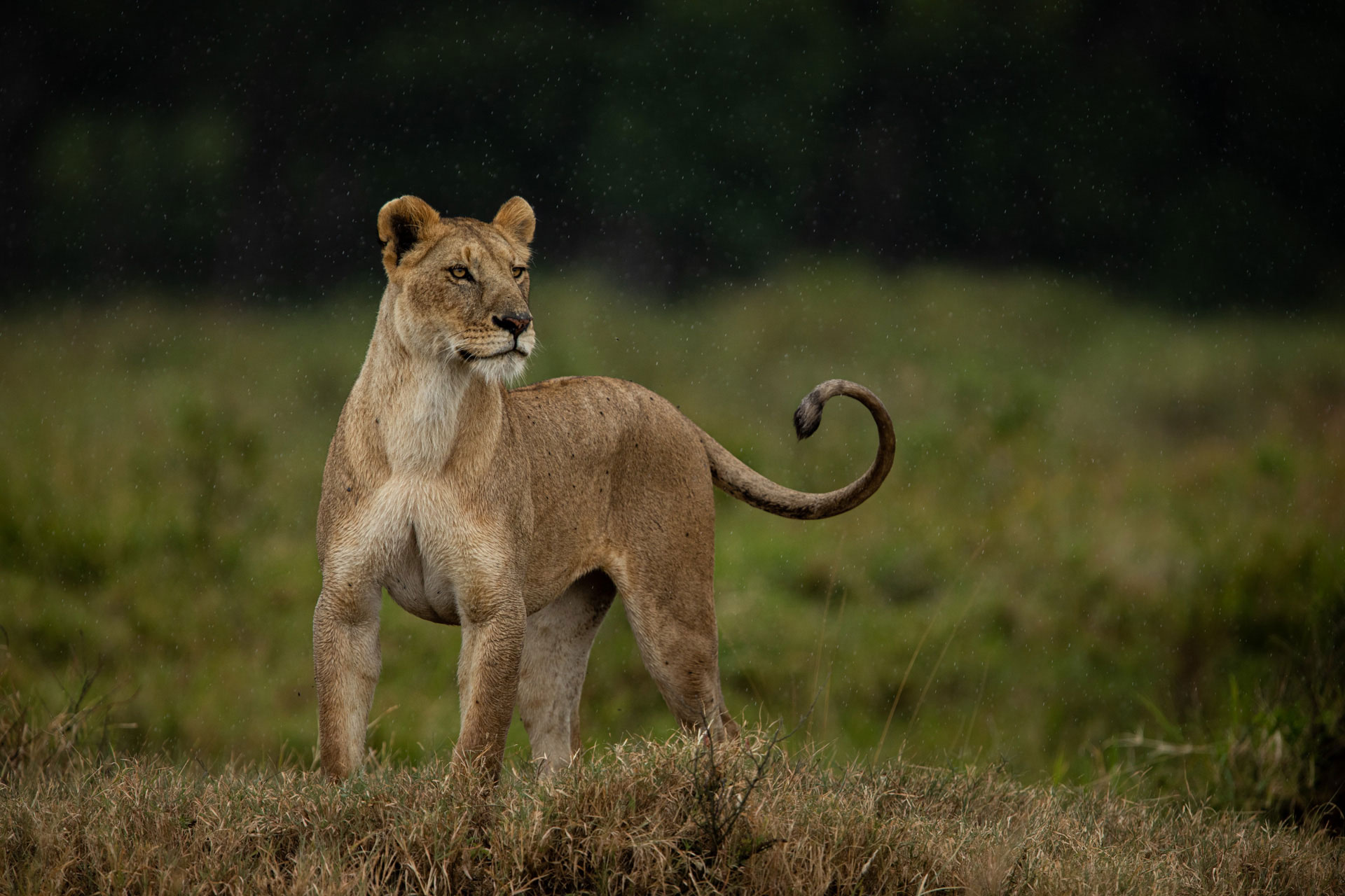 SAFARI AFRICA
